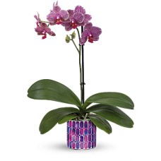 Jewel Shine Orchid Jewel Shine Orchid