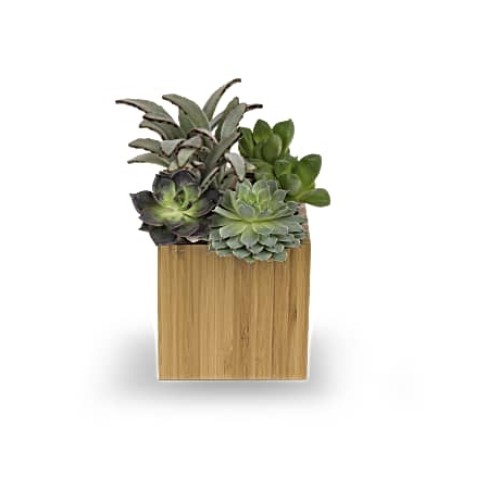Mindful Moment Garden