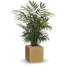 Peaceful Palm