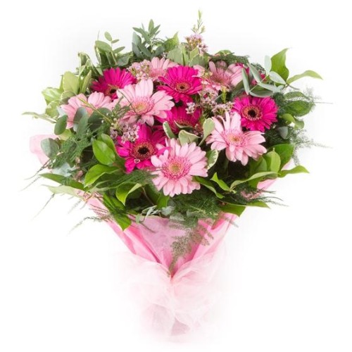 Just Gerberas (Standard price)