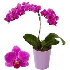 Purple Orchid