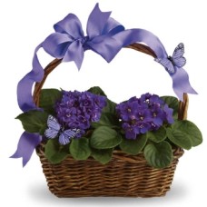 Violet Potted