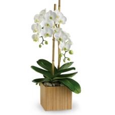 White Orchid