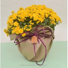 YELLOW MULTIFLORA CHRYSANTHEMUM PLANT (26 CM)