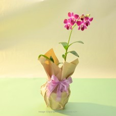 UDAN RED ORCHID PLANT