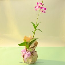 SONIA ERASAKUL ORCHID PLANT