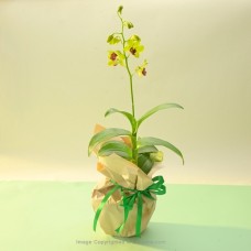 YELLOW RED LIP ORCHID PLANT