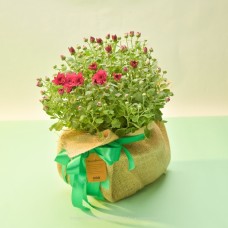 PURPLE MULTIFLORA CHRYSANTHEMUM PLANT (21 CM)
