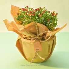 RED BI-COLOUR MULTIFLORA CHRYSANTHEMUM PLANT (21 CM)