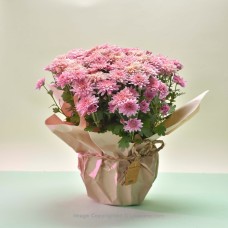 TOUCHDOWN PINK MULTIFLORA CHRYSANTHEMUM PLANT (21 CM)