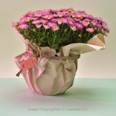 DITTO DARK PINK MULTIFLORA CHRYSANTHEMUM PLANT (21 CM)
