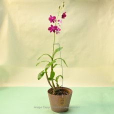 UDAN RED ORCHID PLANT IN A PINK COLOUR PAPER POT
