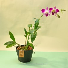SONIA ERASAKUL ORCHID PLANT IN A BLACK COLOUR PAPER POT