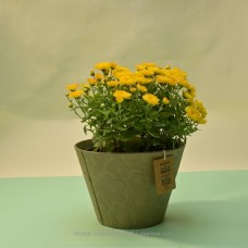 YELLOW MULTIFLORA CHRYSANTHEMUM PLANT (21 CM) IN A NUDE COLOUR PAPER POT