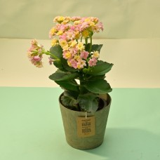 ORANGE DOUBLE PETAL KALANCHOE PLANT IN A GREEN COLOUR PAPER POT