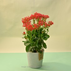 RED KALANCHOE PLANT IN A WHITE COLOUR PAPER POT