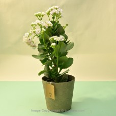 MIX COLOR KALANCHOE PLANT IN A GREEN COLOUR PAPER POT