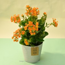 ORANGE KALANCHOE PLANT IN A WHITE COLOUR PAPER POT
