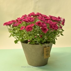 PURPLE MULTIFLORA CHRYSANTHEMUM PLANT (21 CM) IN A NUDE COLOUR PAPER POT