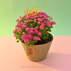 DITTO DARK PINK MULTIFLORA CHRYSANTHEMUM PLANT (21 CM) IN A GREEN COLOUR PAPER POT WITH LOVE YOU TOPPER