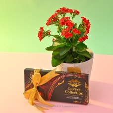 RED DOUBLE PETAL KALANCHOE IN A WHITE COLOUR PAPER POT WITH LOVER COLLECTION
