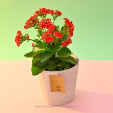 RED DOUBLE PETAL KALANCHOE IN WHITE COLOR PAPER POT