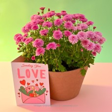 PINK BI-COLOUR CHRYSANTHEMUM MULTIFLORA PLANT (21 CM) IN A PINK COLOR PAPER POT WITH CARD