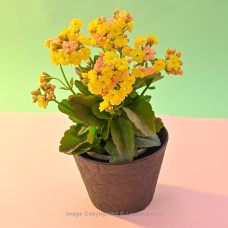 ORANGE DOUBLE PETAL KALANCHOE PLANT IN A GREEN COLOUR POT