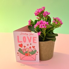 PINK DOUBLE PETAL KALANCHOE PLANT IN A NUDE COLOUR PAPER POT WITH CARD