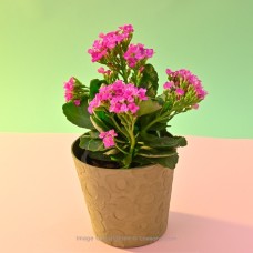 PINK DOUBLE PETAL KALANCHOE PLANT IN A NUDE COLOUR PAPER POT