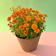 RED BI-COLOUR MULTIFLORA CHRYSANTHEMUM PLANT (21 CM) IN NUDE COLOUR PAPER POT WITH LOVE YOU TOPPER