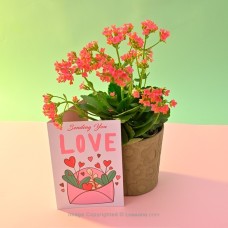 PINK KALANCHOE POTTED PLANT IN A NUDE COLOUR PAPER POT WITH CARD
