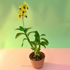 YELLOW RED LIP ORCHID PLANT IN A PINK COLOUR PAPER POT