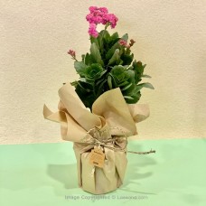 PINK DOUBLE PETAL KALANCHOE PLANT