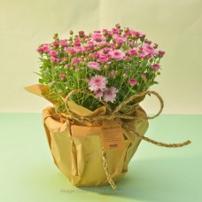 PINK BI-COLOUR CHRYSANTHEMUM MULTIFLORA PLANT (21 CM)