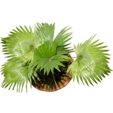 Live China Palm Plant