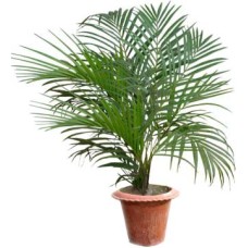 Live Herica Palm Plant