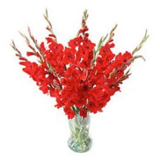 1 Dozen Gladiolus In Vase