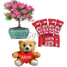 Chocolates W/ Teddy Bear & Live Plants