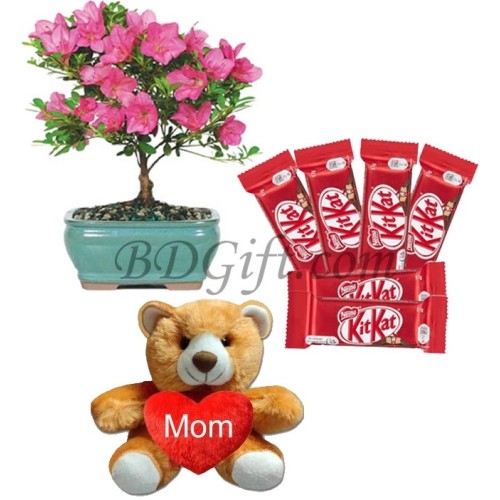 Chocolates W/ Teddy Bear & Live Plants