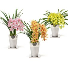 Cymbidium Arch