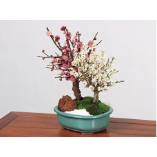 Bonsai“Red and White Plum