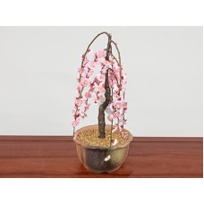 Bonsai“Weeping Plum Tree