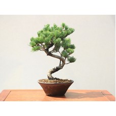 Premium Bonsai Goyomatsu