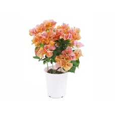 Bougainvillea