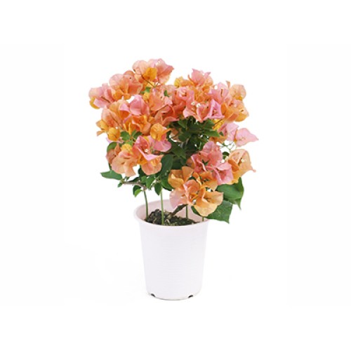 Bougainvillea