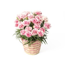 Carnation