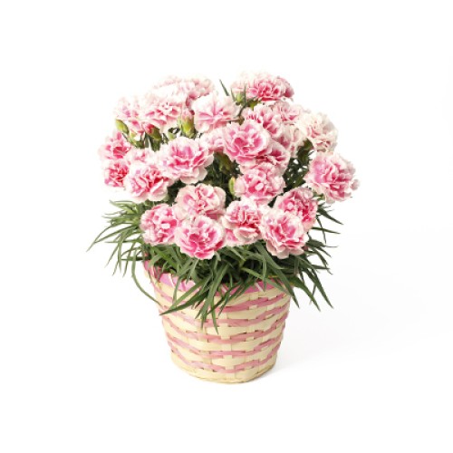 Carnation