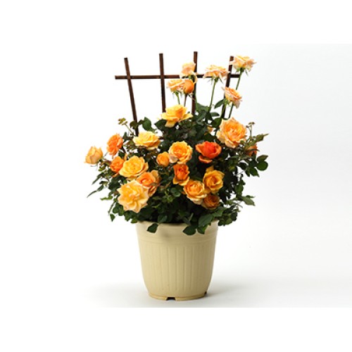 Mandarina