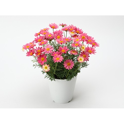 Marguerite